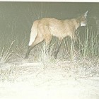 Lobo Guaránx